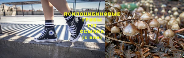 хмурый Аркадак